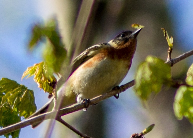 Bay-breasted Warbler - ML102783891