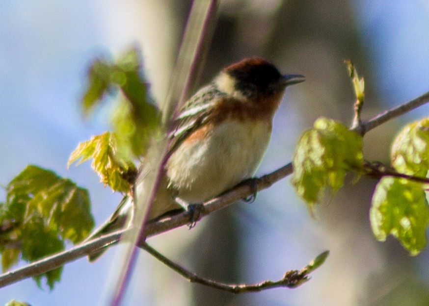 Bay-breasted Warbler - ML102783901