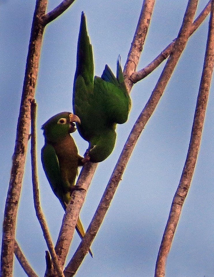 Olive-throated Parakeet (Aztec) - Mary Goodart