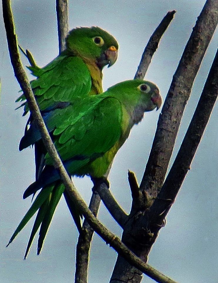 Olive-throated Parakeet (Aztec) - Mary Goodart