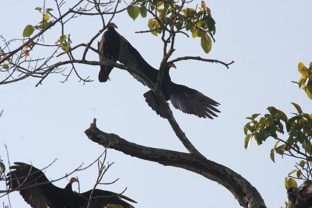Greater Yellow-headed Vulture - ML102784741