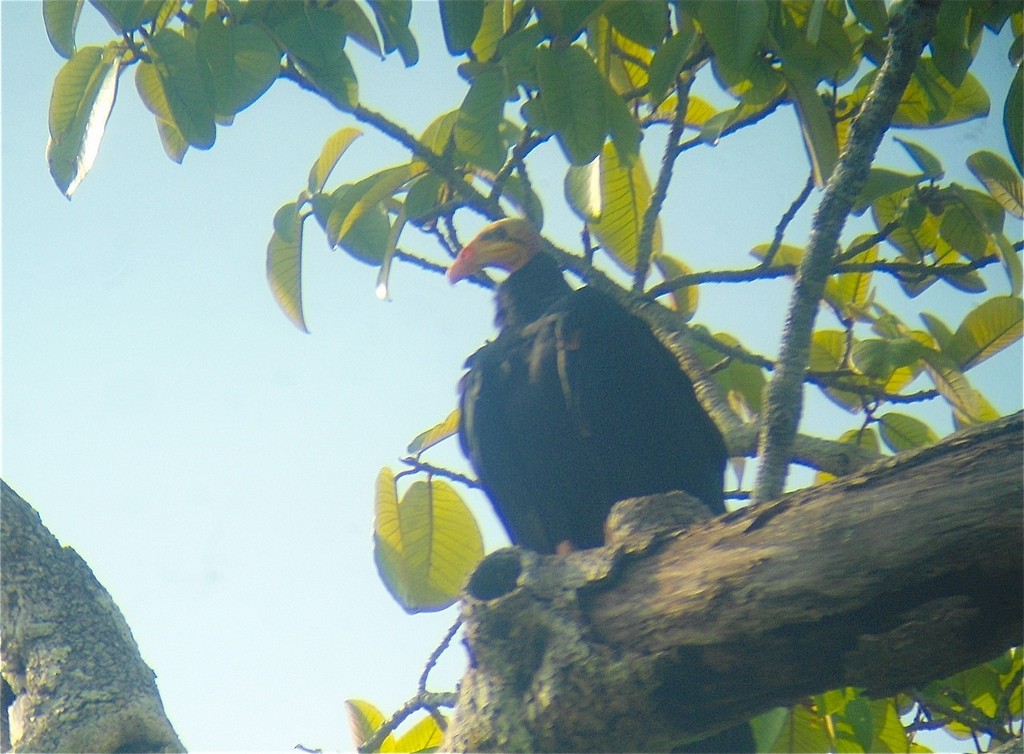 Greater Yellow-headed Vulture - ML102784811