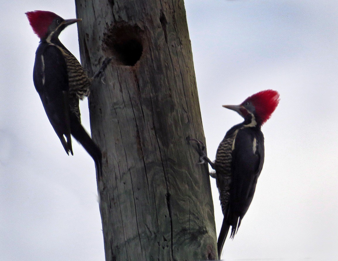 Lineated Woodpecker - Mary Goodart