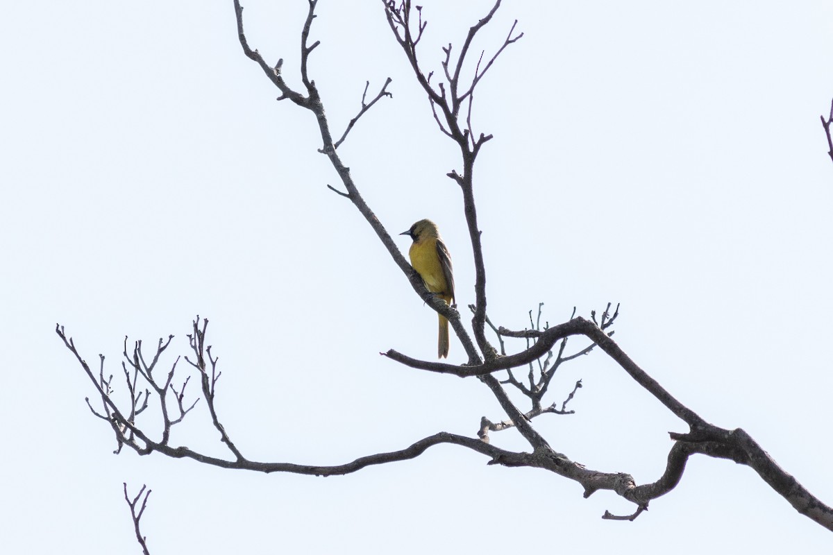 Orchard Oriole - ML102785111