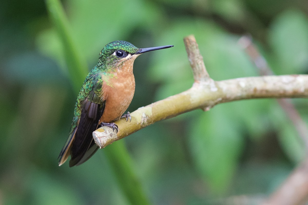 kolibřík brazilský - ML102785451