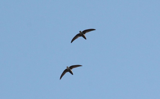 Species Survey Strategy Chimney Swift Wisconsin Breeding Bird Atlas