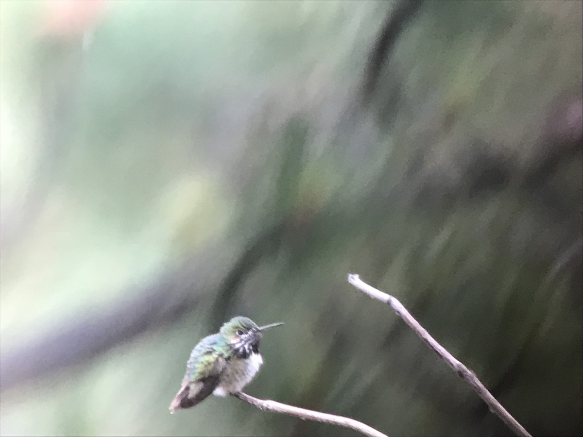 Calliope Hummingbird - Jamie Acker