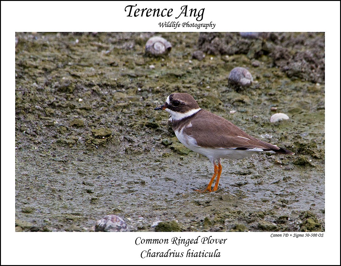Common Ringed Plover - Terence Ang