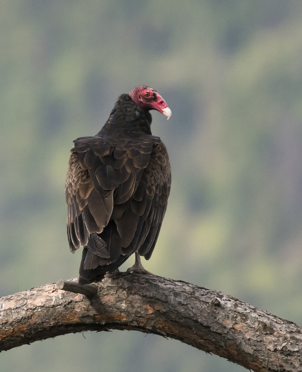 Turkey Vulture - ML102798141