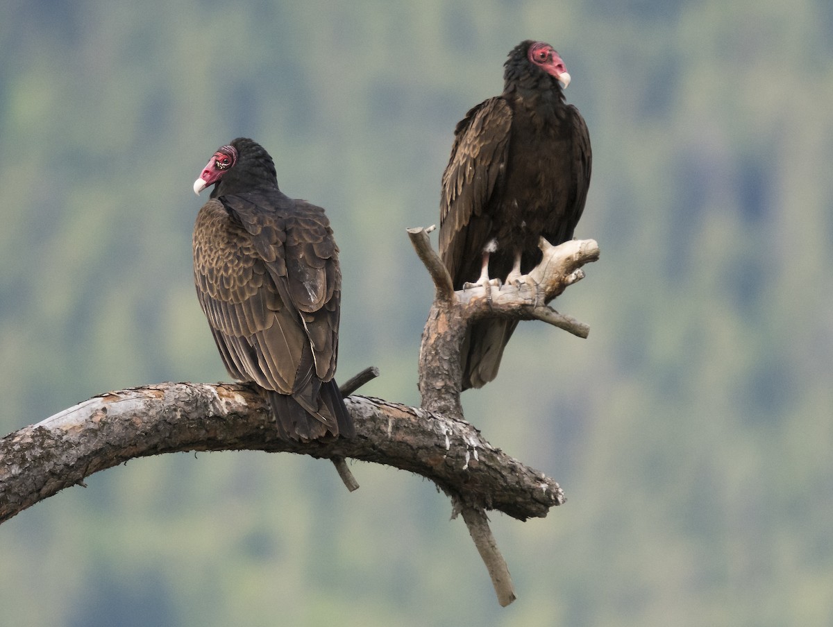 Turkey Vulture - ML102798151