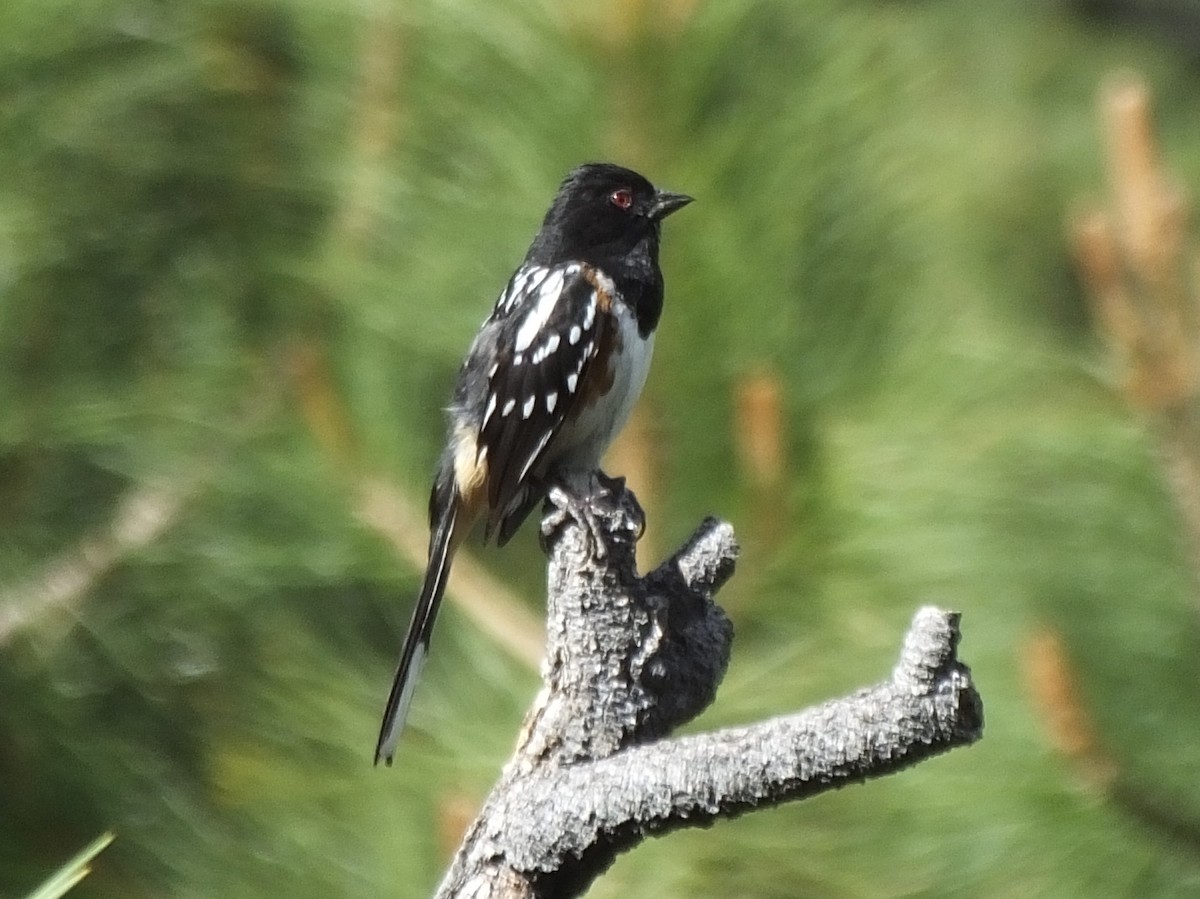 Spotted Towhee - ML102798361