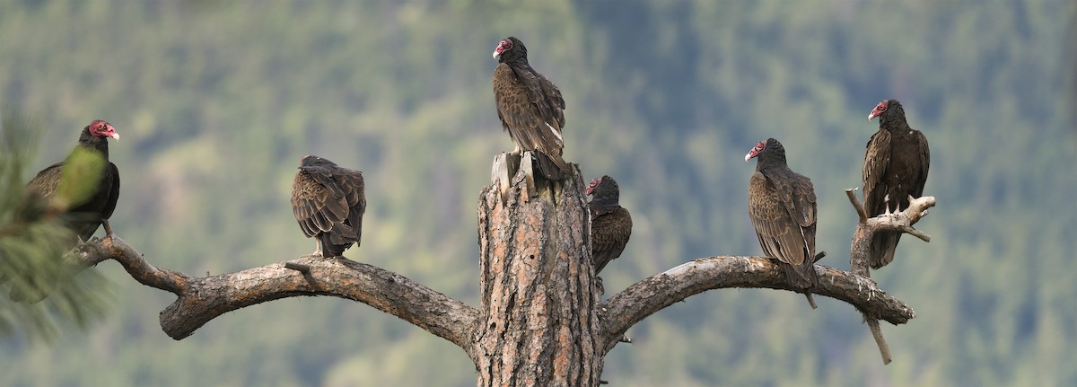 Turkey Vulture - ML102798421
