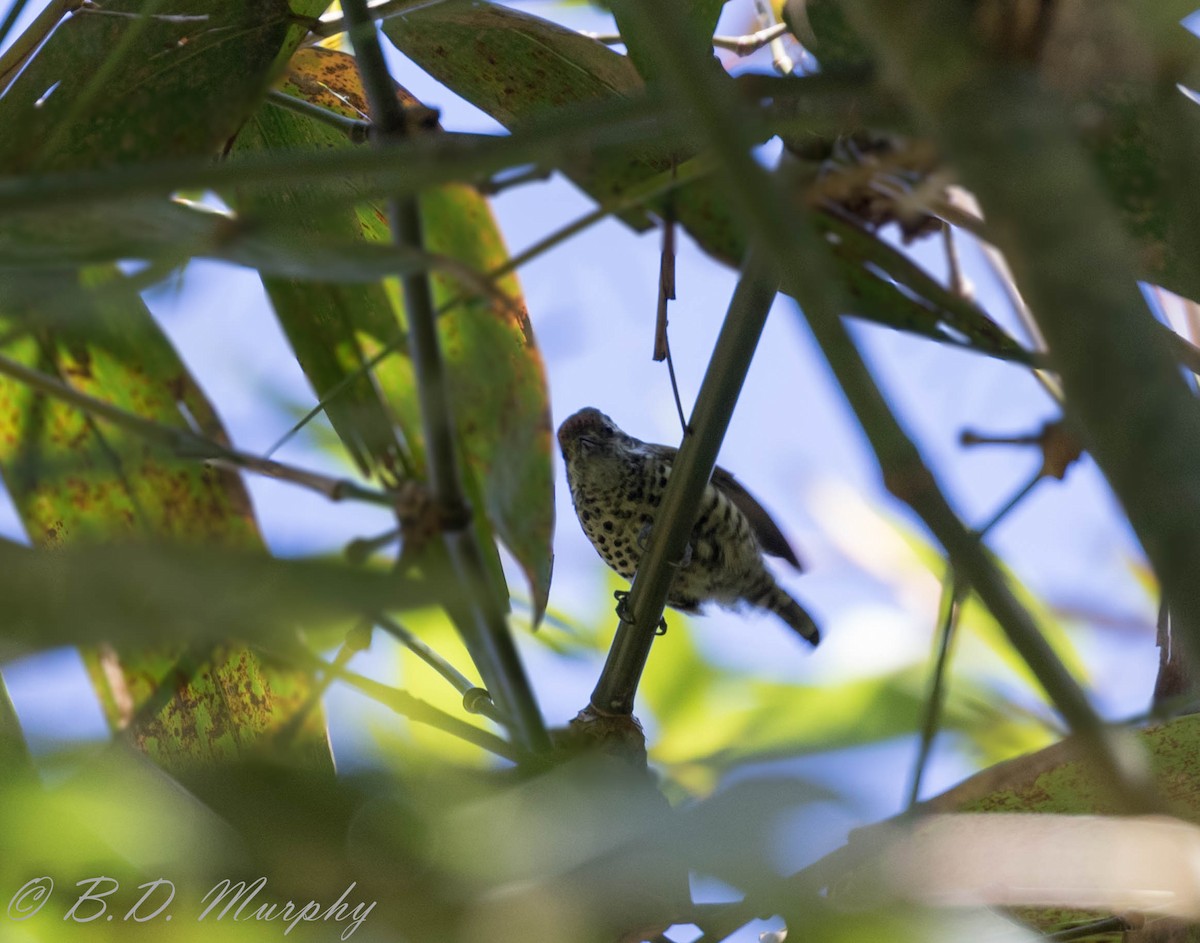 Speckled Piculet - Brad Murphy