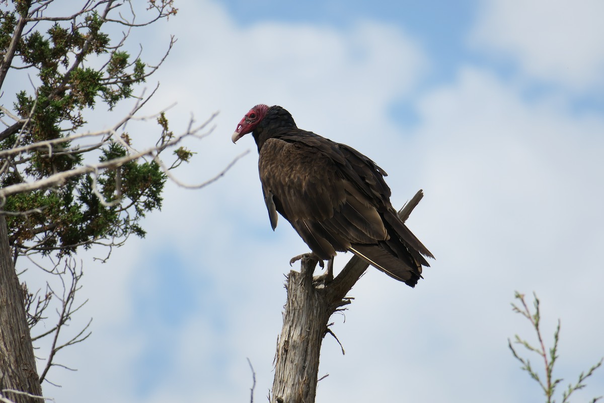 Turkey Vulture - Rishi Palit