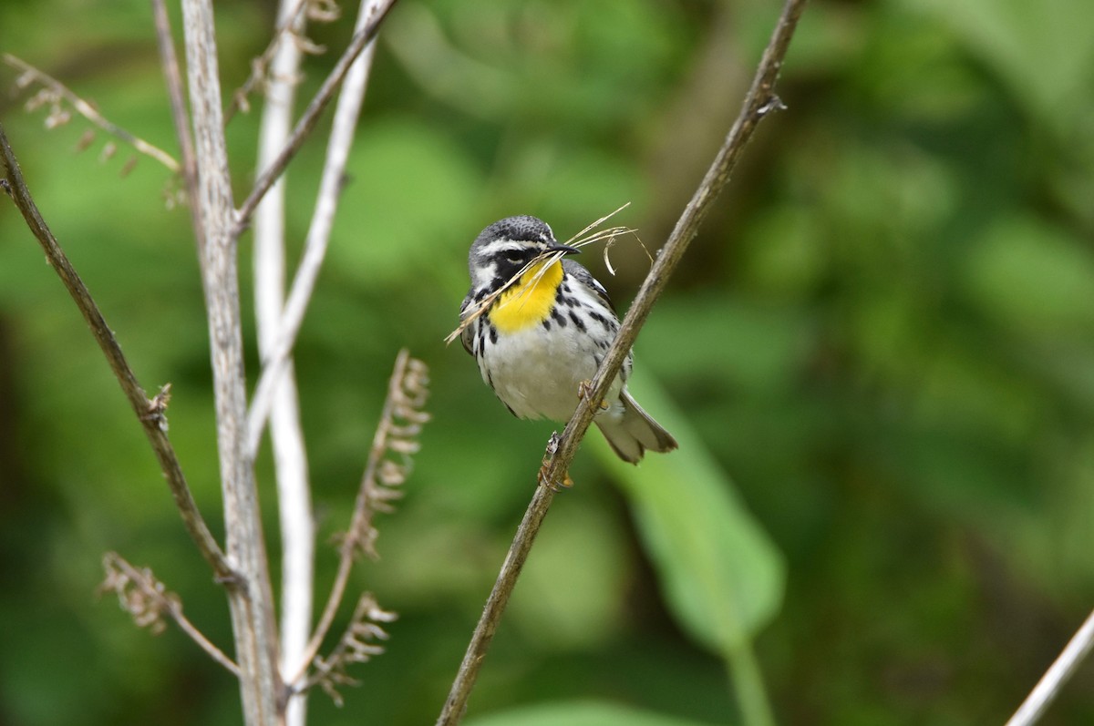 Yellow-throated Warbler - Pete Monacell