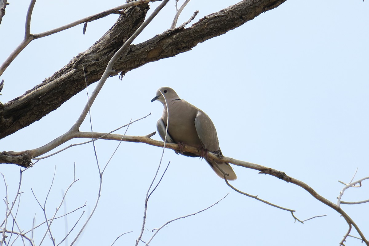 Eurasian Collared-Dove - Rishi Palit