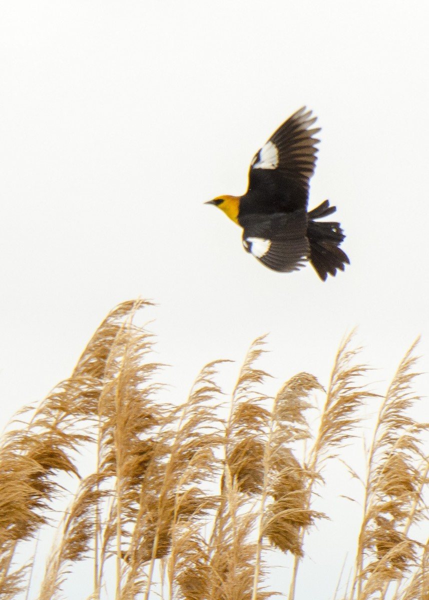 Yellow-headed Blackbird - Ernest Rowley