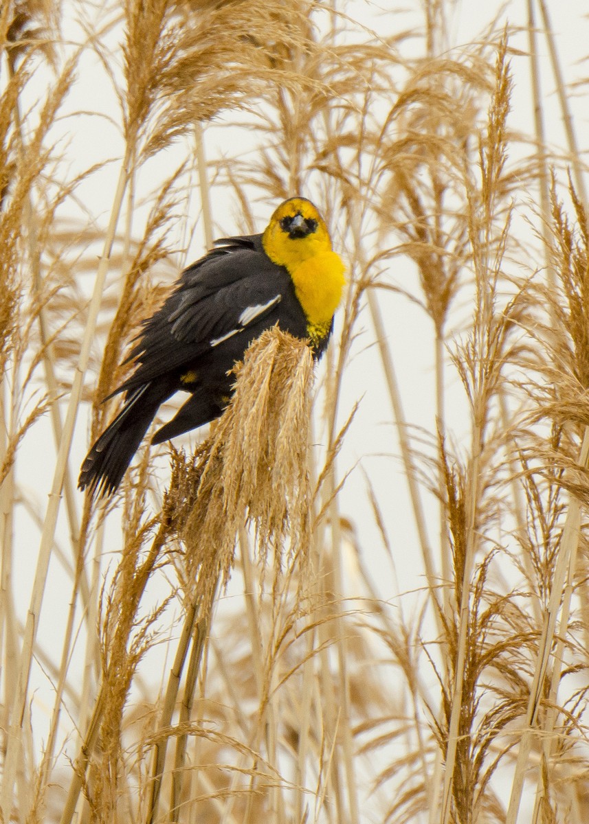 Yellow-headed Blackbird - ML102802641