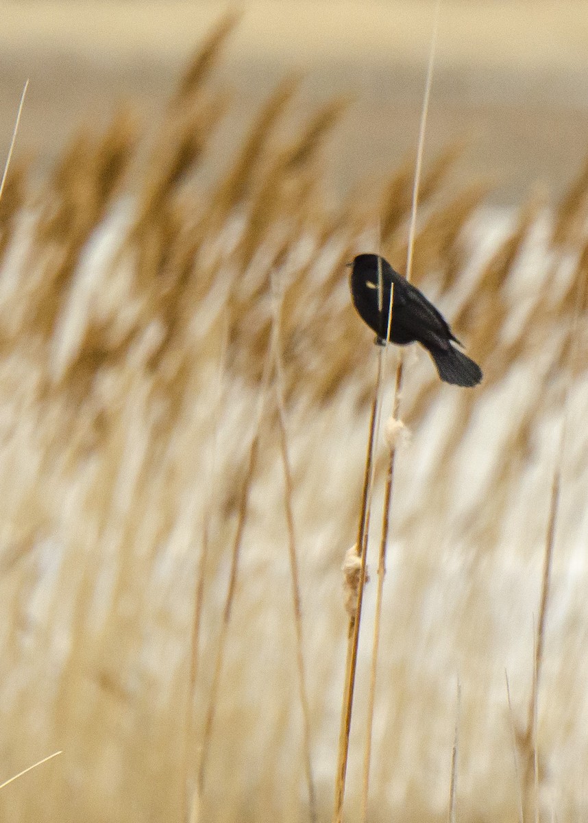 Red-winged Blackbird - Ernest Rowley