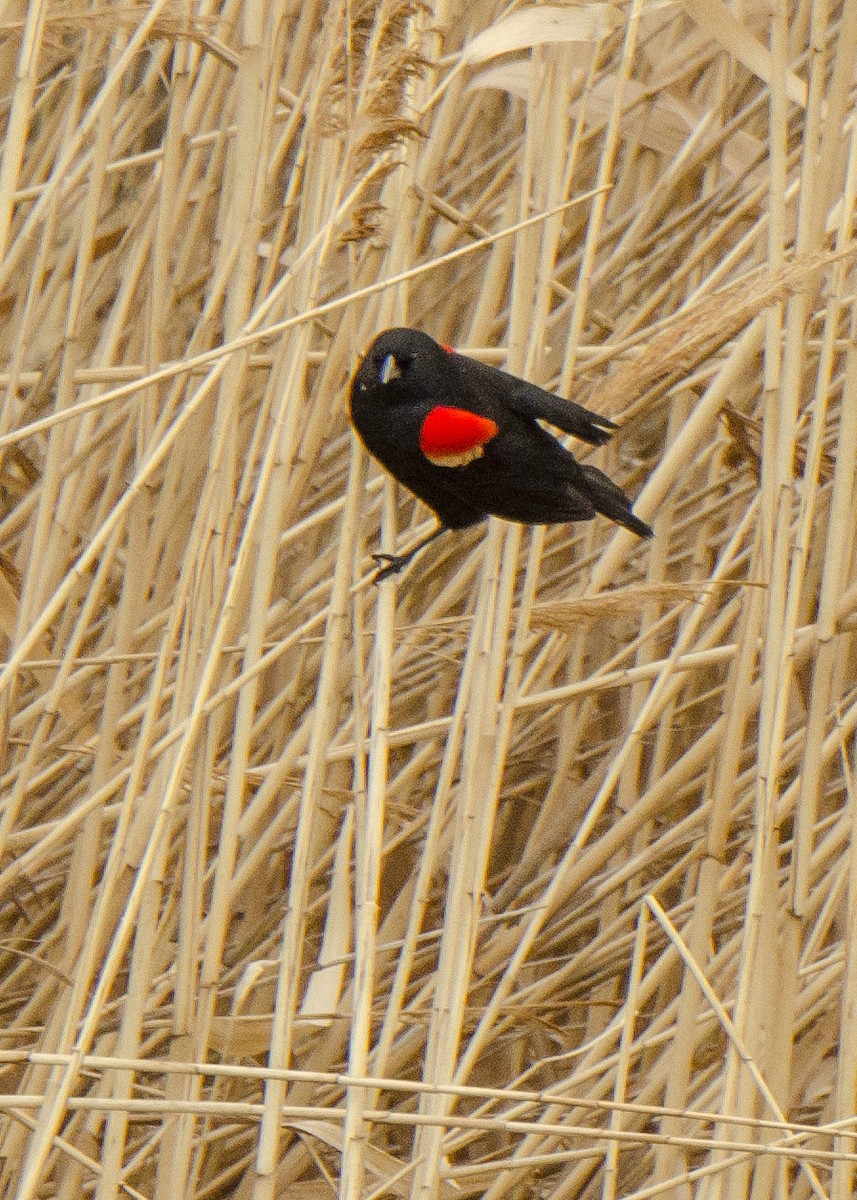 Red-winged Blackbird - ML102802681