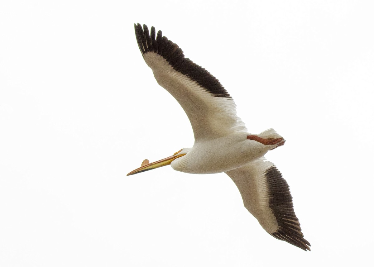 American White Pelican - Ernest Rowley