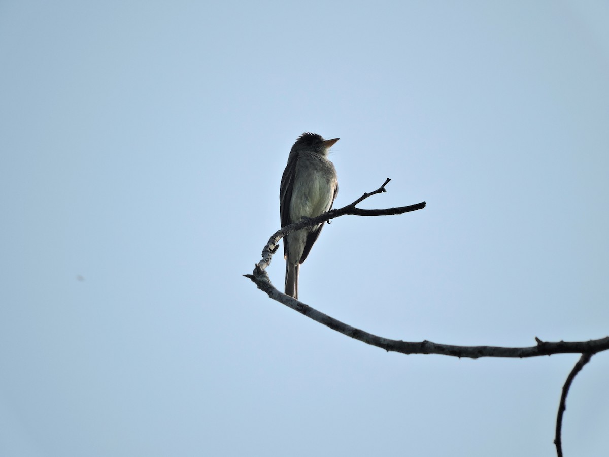 Northern Tropical Pewee - Nicola Cendron