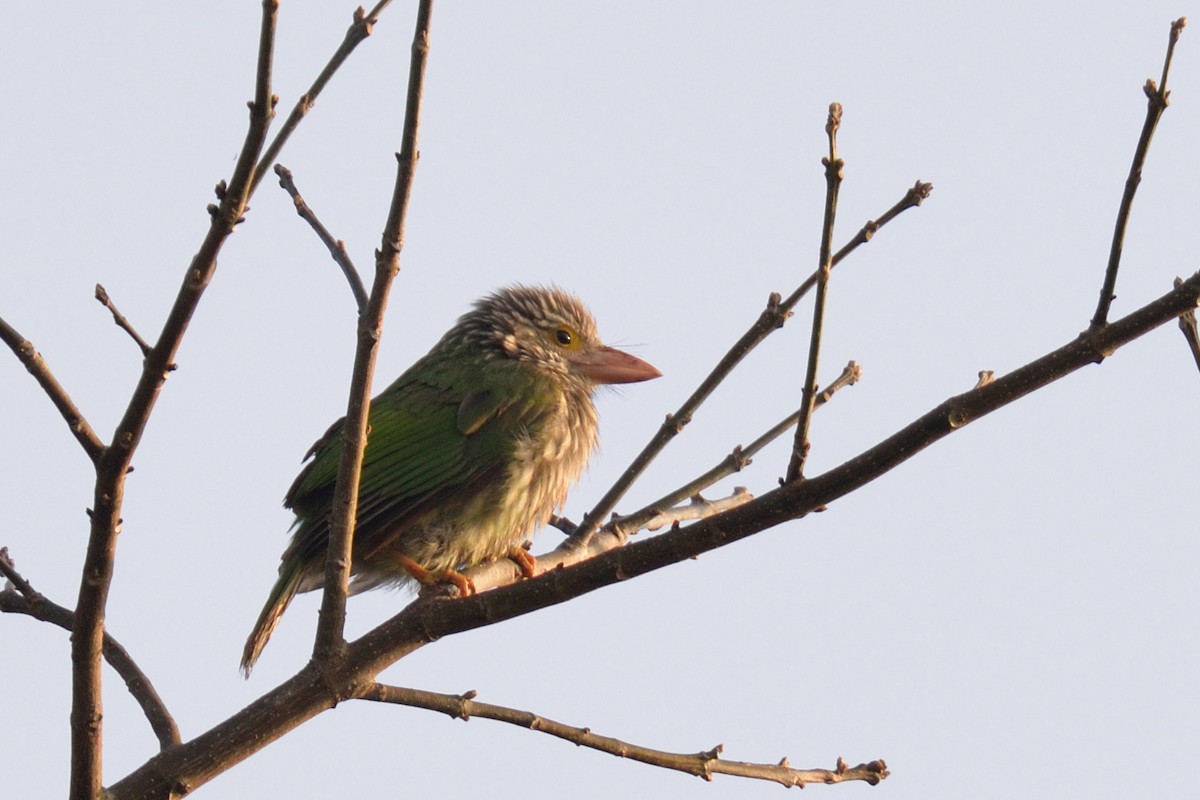 Lineated Barbet - ML102809231