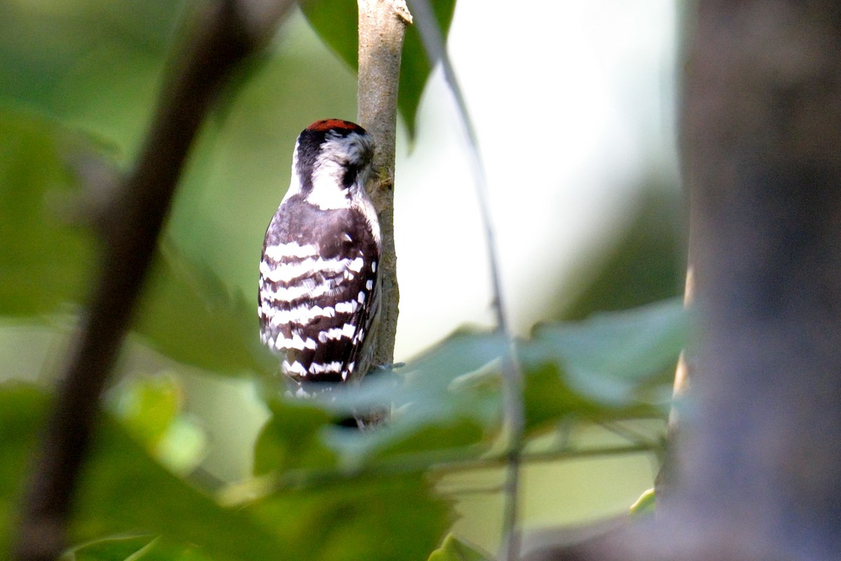 Fulvous-breasted Woodpecker - ML102809471