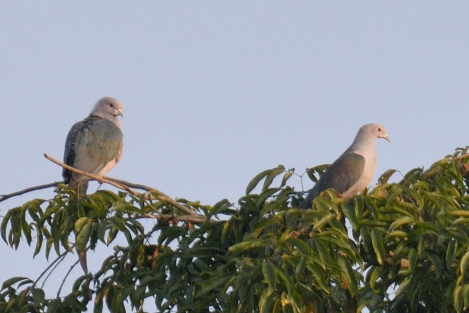 Green Imperial-Pigeon - ML102809571
