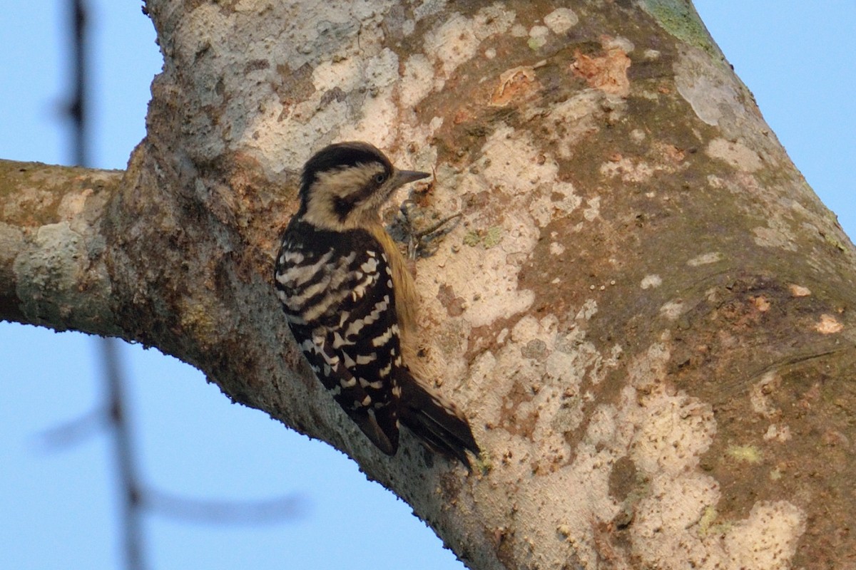 Gray-capped Pygmy Woodpecker - ML102809721