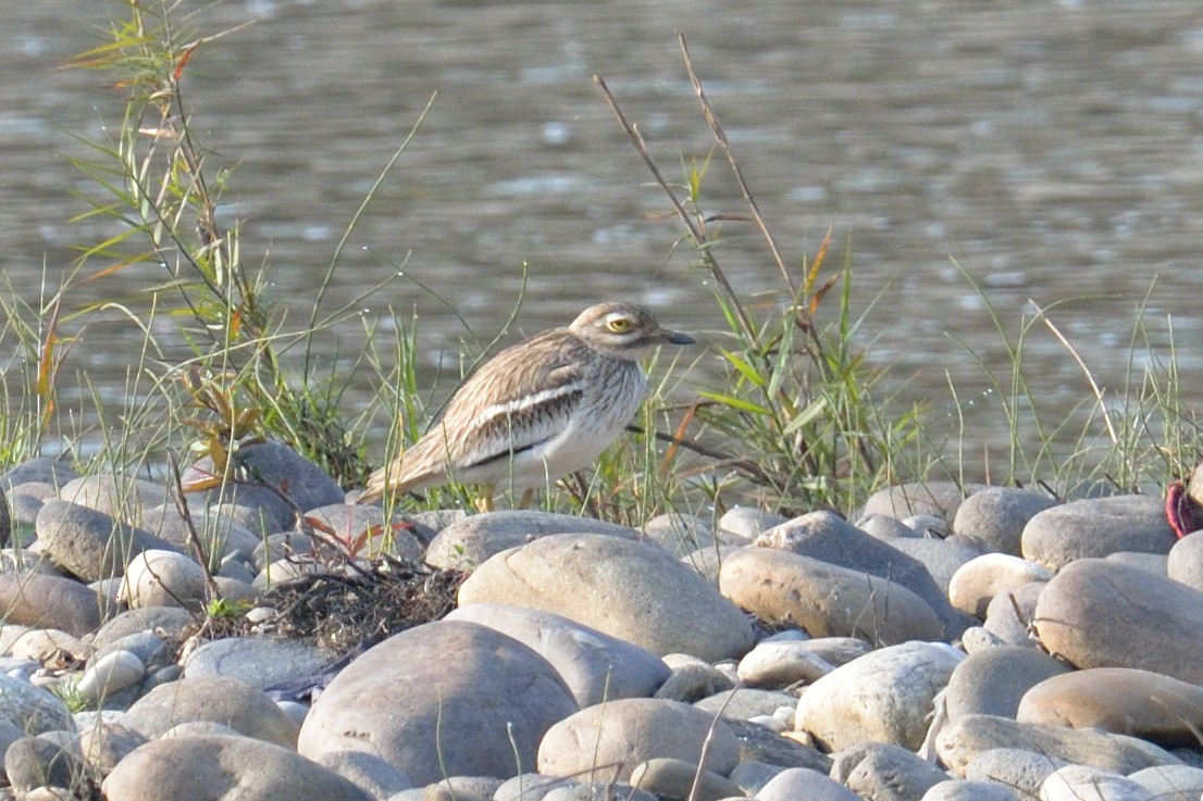 Indian Thick-knee - ML102809961