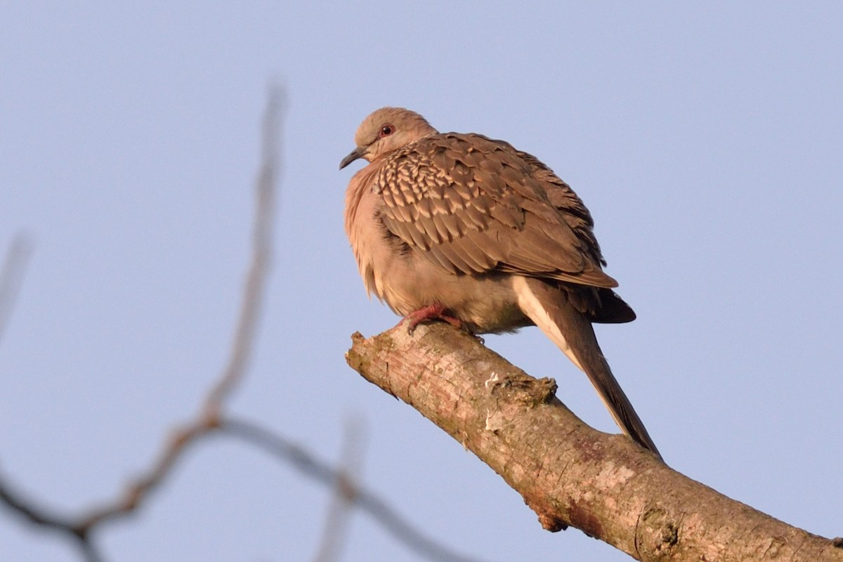 Spotted Dove - ML102809981