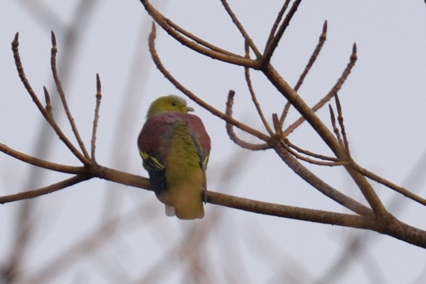Wedge-tailed Green-Pigeon - ML102810011