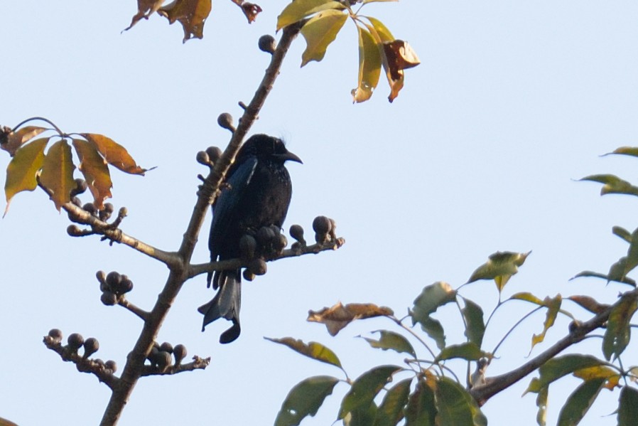 Hair-crested Drongo - ML102810161
