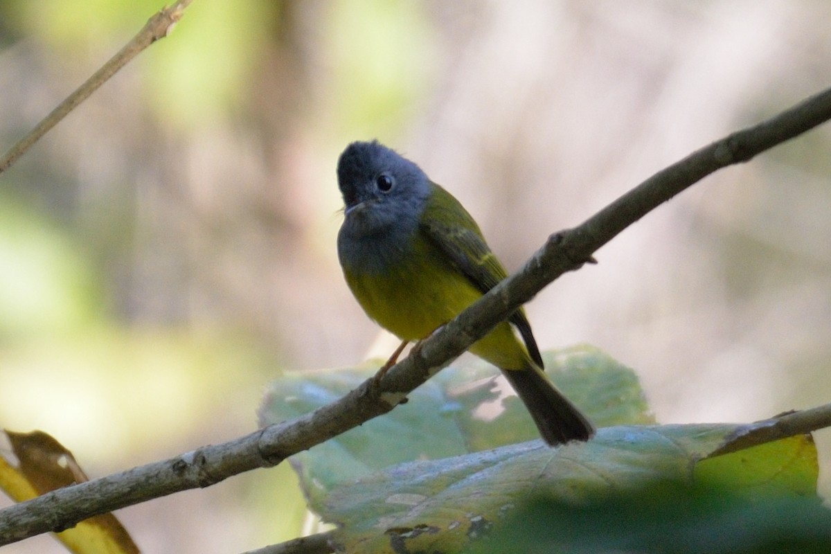 Gray-headed Canary-Flycatcher - ML102810251