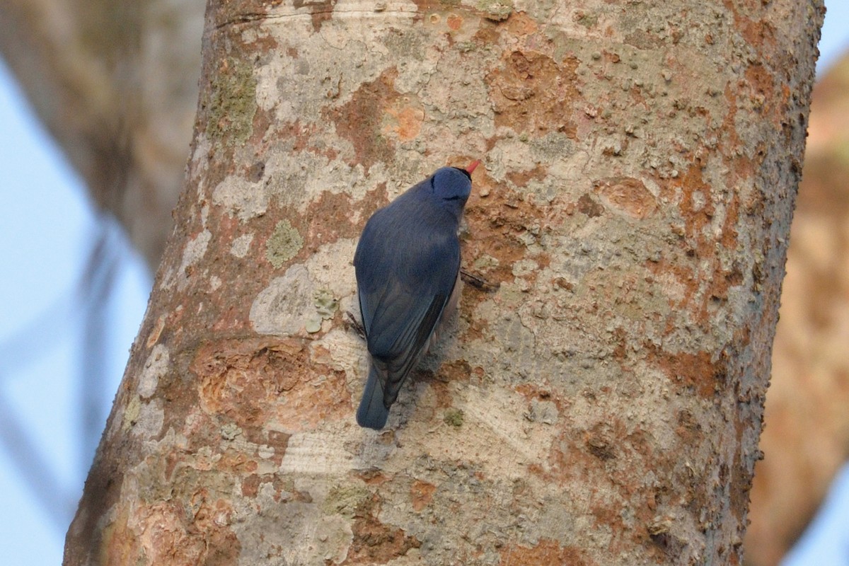Velvet-fronted Nuthatch - ML102810311