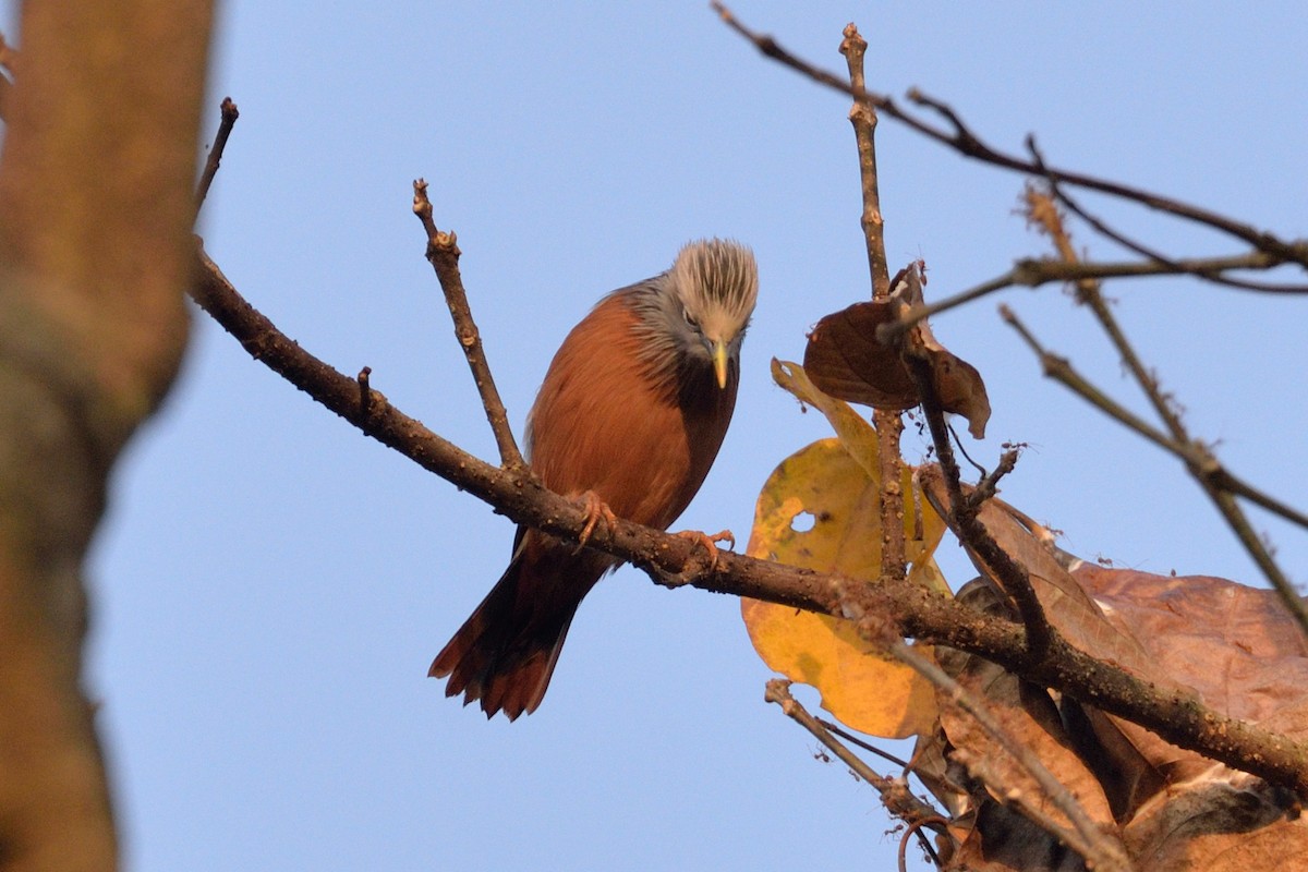 Chestnut-tailed Starling - ML102810571
