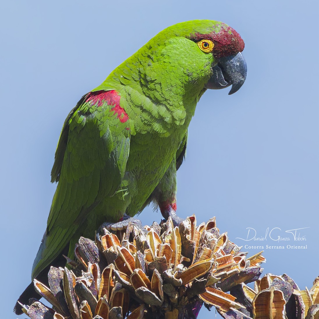 Maroon-fronted Parrot - ML102811211