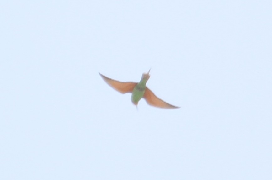 Arabian Green Bee-eater - ML102814231