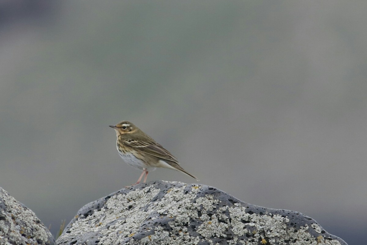 Olive-backed Pipit - ML102814571