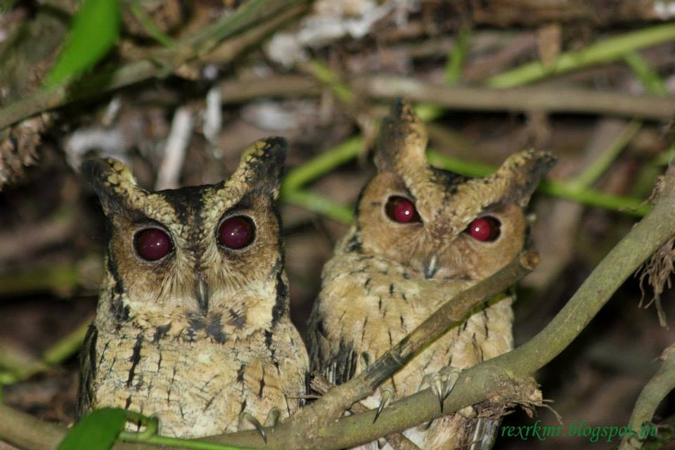 Indian Scops-Owl - Radhakrishnan  MR