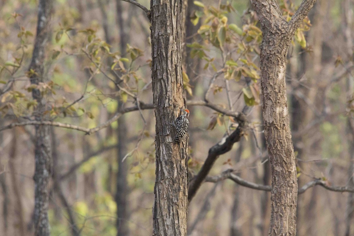 Yellow-crowned Woodpecker - Sushma Reddy