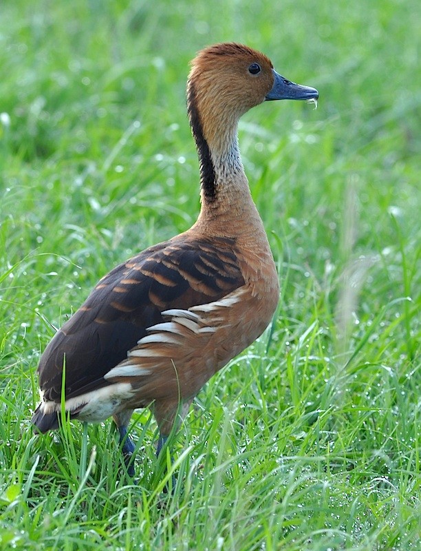 Fulvous Whistling-Duck - Jay Wherley