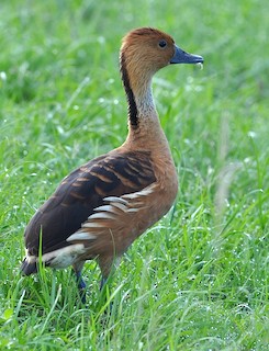 Fulvous Whistling-Duck, ML102819351