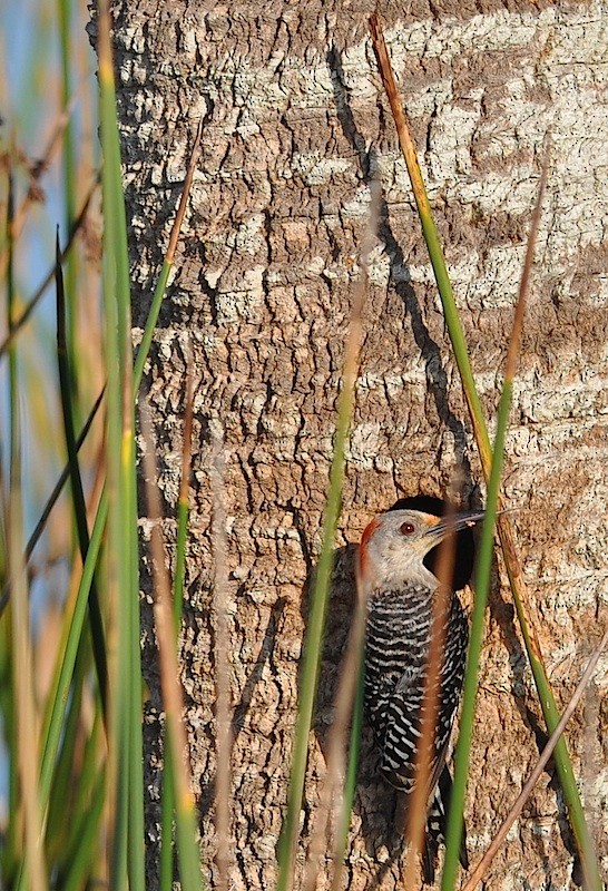 Red-bellied Woodpecker - ML102819431
