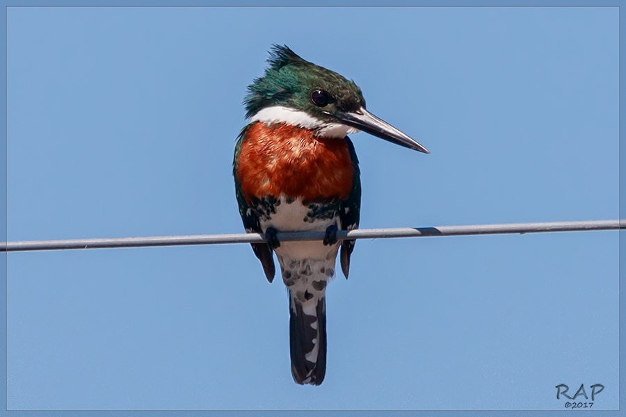Green Kingfisher - Ricardo A.  Palonsky