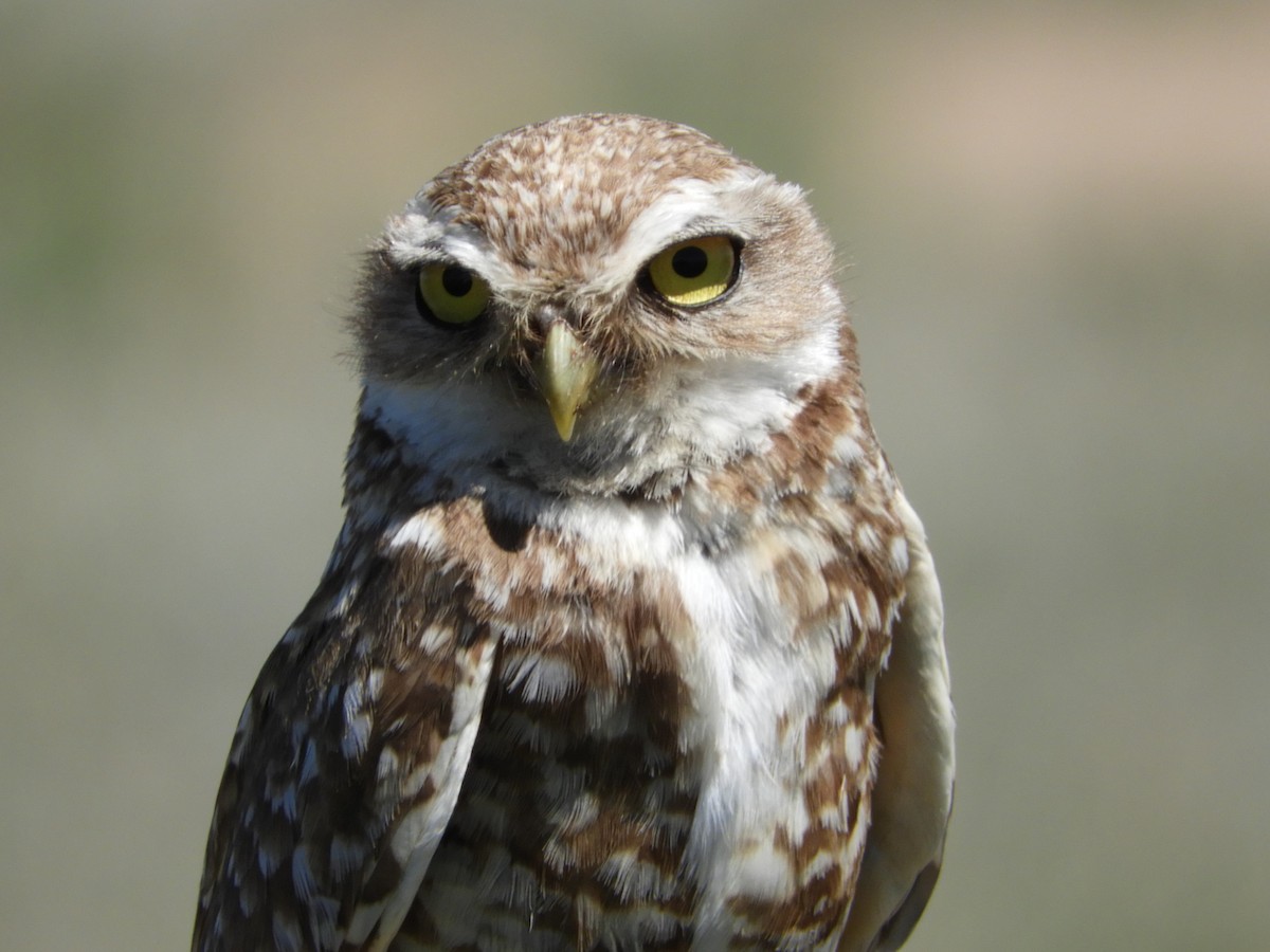Burrowing Owl - Cheri & Rich Phillips