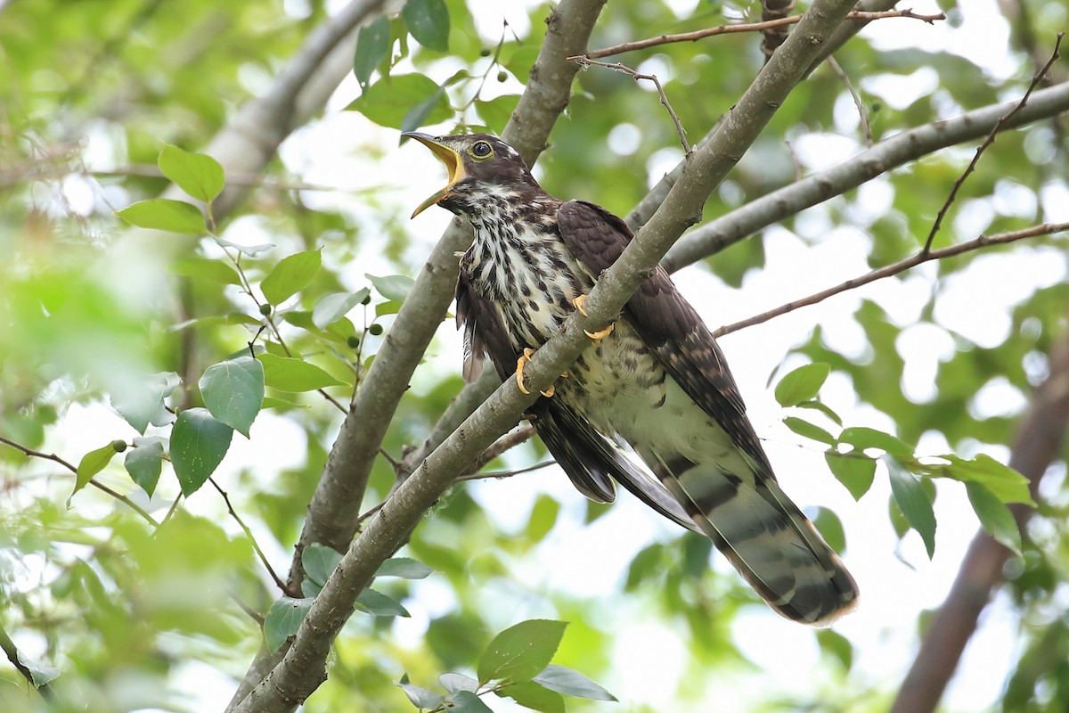 Large Hawk-Cuckoo - Chun Fai LO