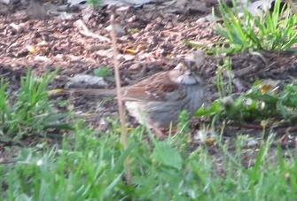 White-throated Sparrow - ML102820941