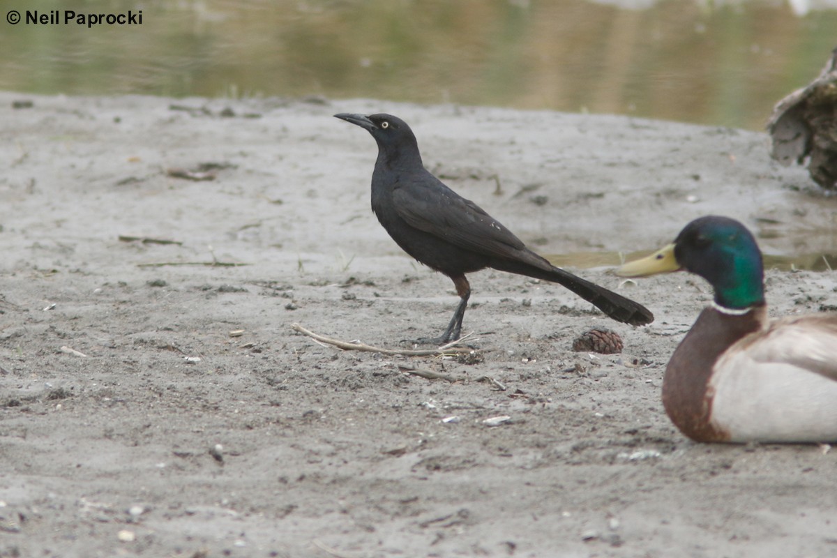 Great-tailed Grackle - ML102822841